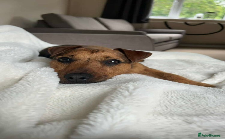 Patterdale Terrier dogs 2yr old patterdale  - Advert 1