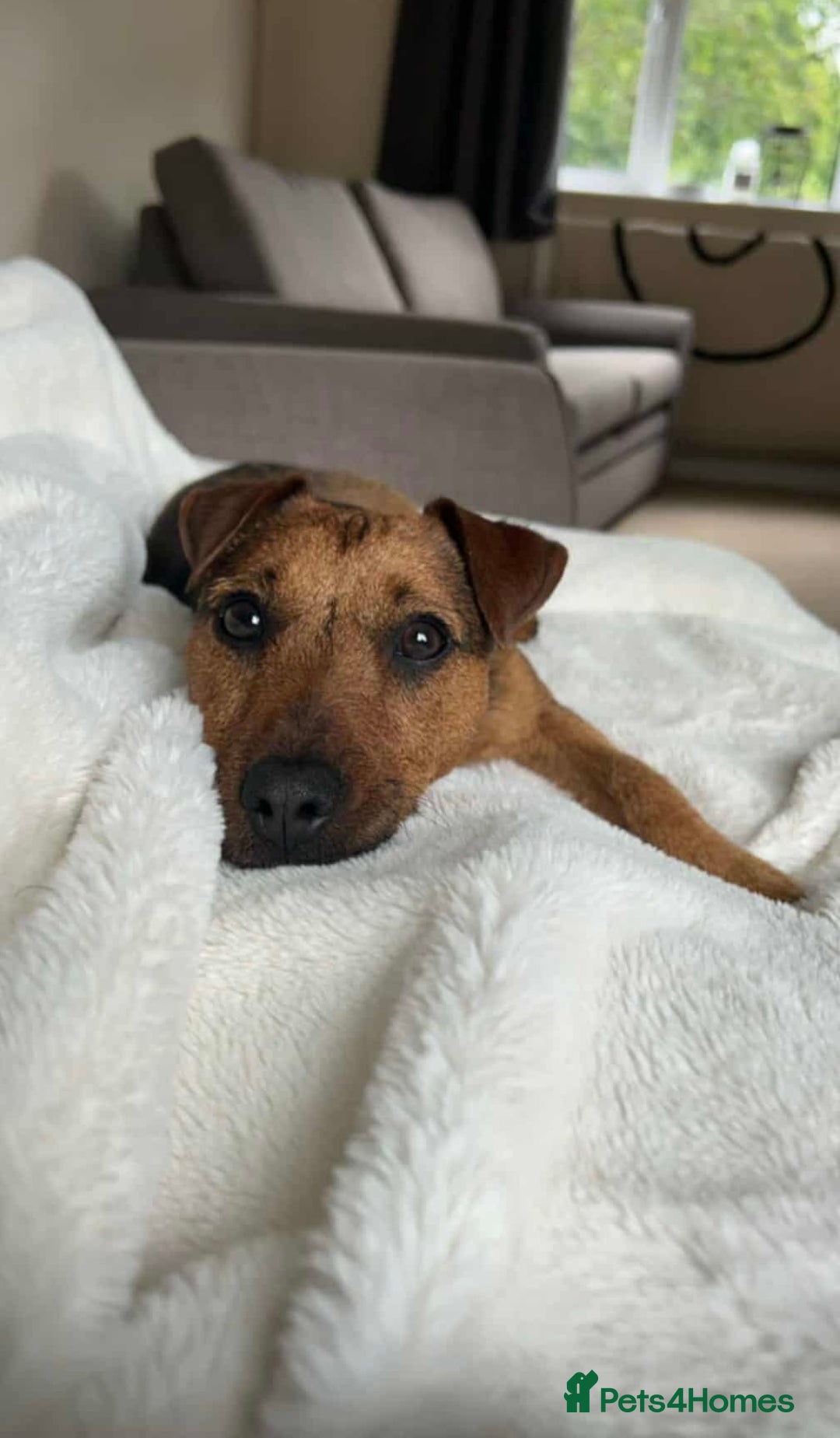 Patterdale Terrier dogs for sale: 2yr old patterdale  - Advert 1