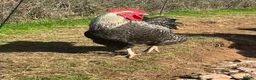 Chickens poultry for sale: Plymouth Rock x cockerels in Honiton - Advert 7