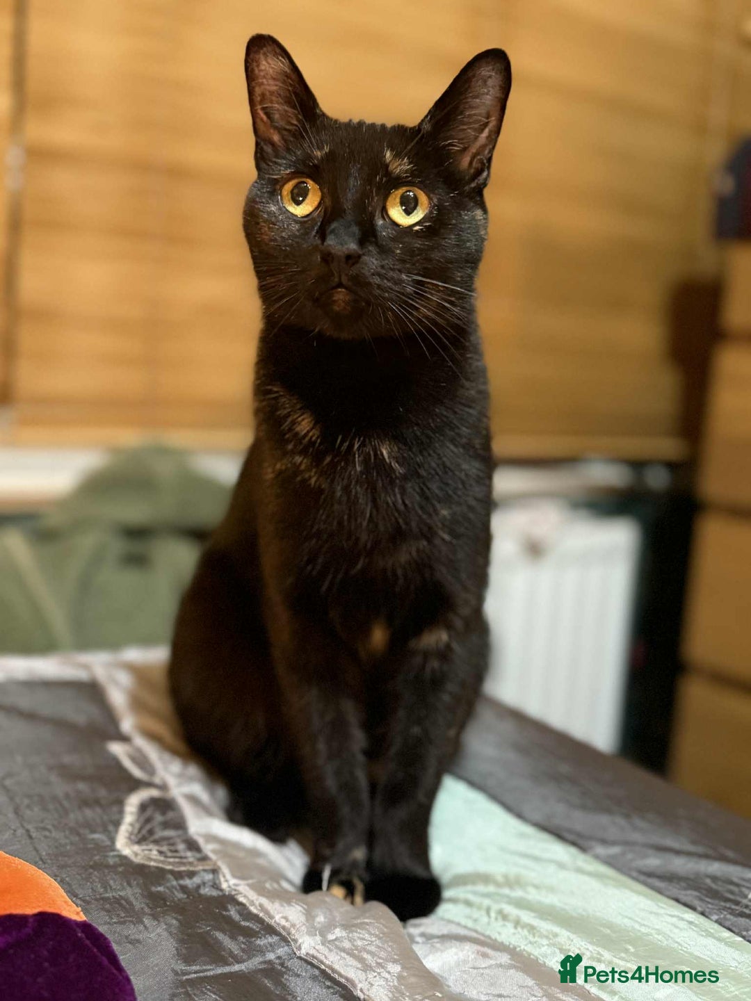 Mixed Breed cats for sale: Beautiful kittens available  - Image 14