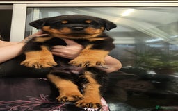 Rottweiler dogs for sale: Superb litter of dual purpose Rottweiler puppies. - Image 4