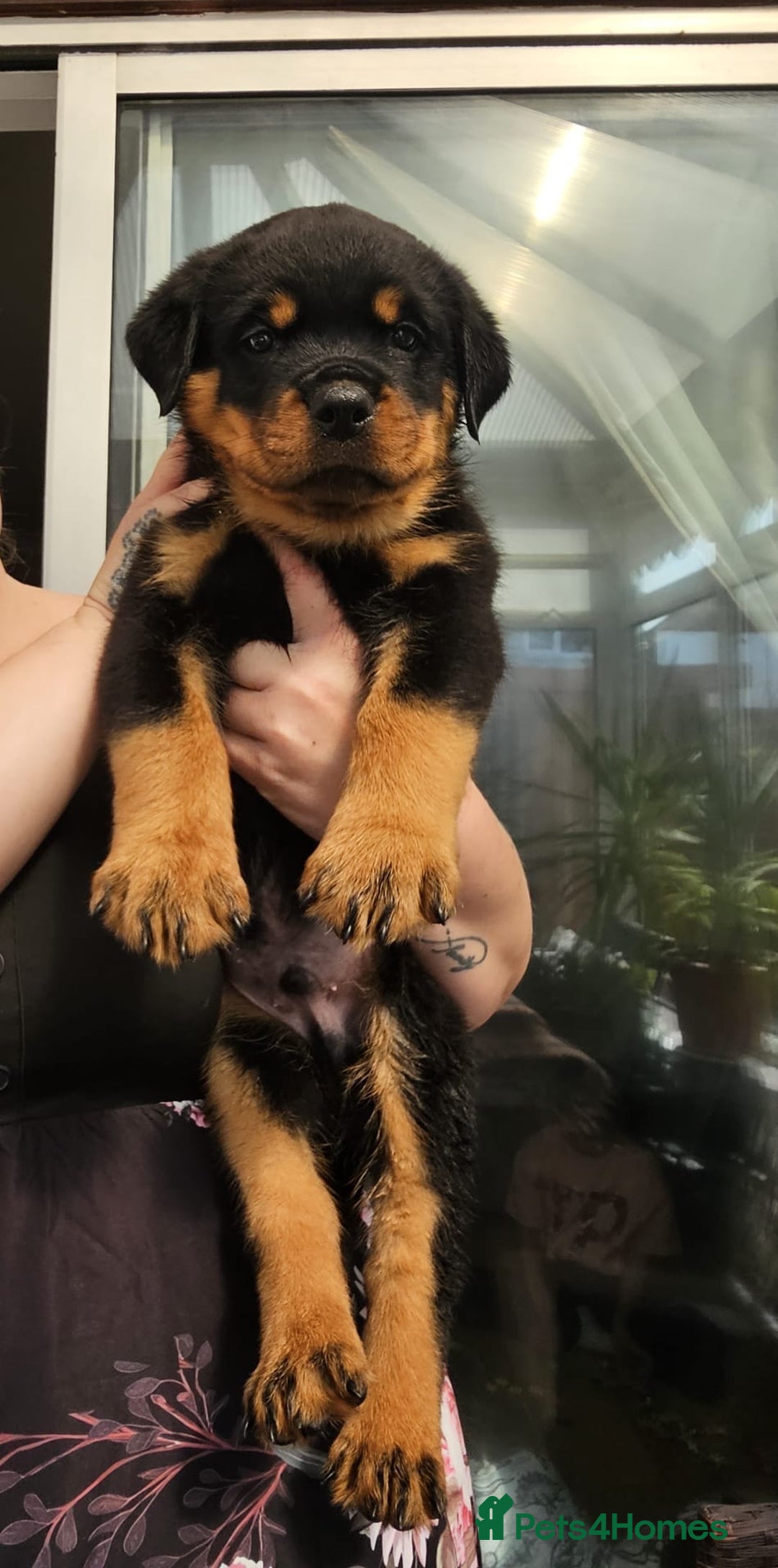 Rottweiler dogs for sale: Superb litter of dual purpose Rottweiler puppies. - Image 4