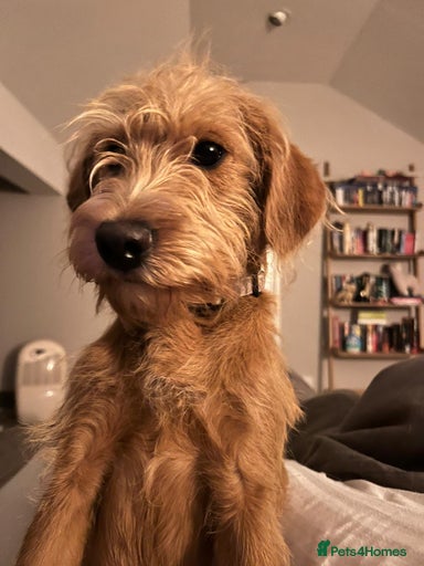 Gallery Image {{count}}