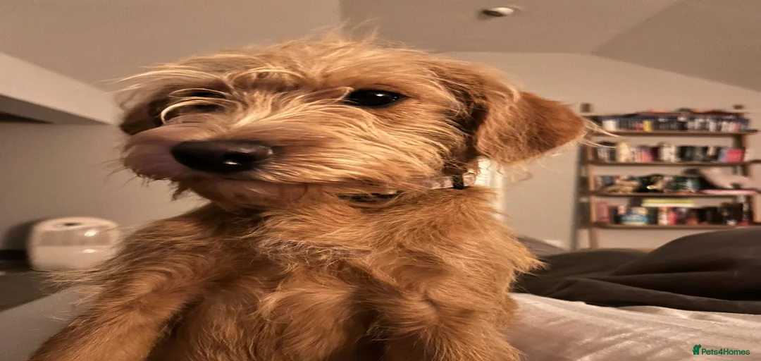 Gallery Image {{count}}