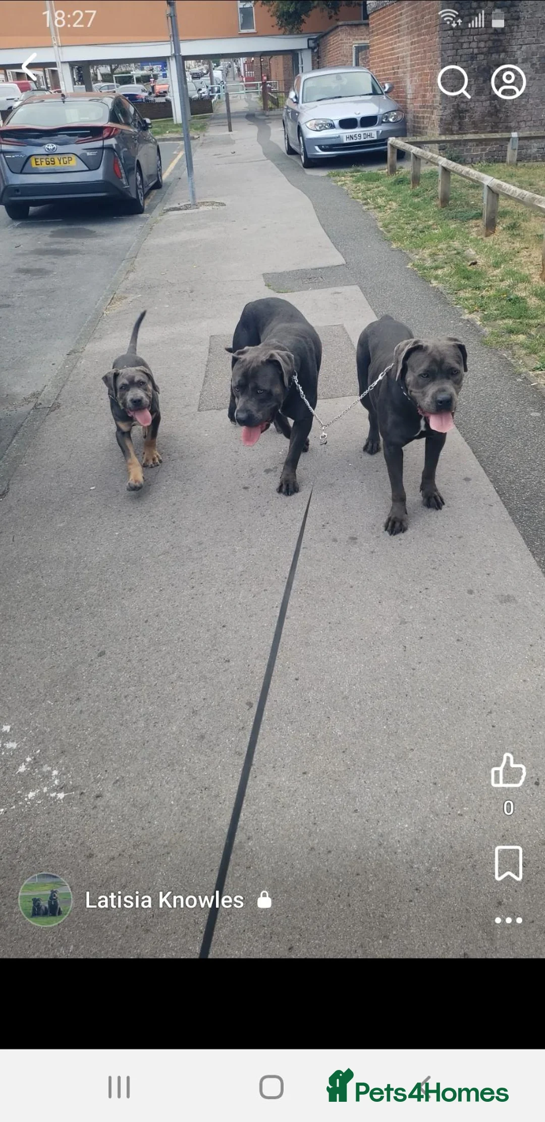 Cane Corso dogs for sale: Cane corso blue in Gillingham - Advert 6