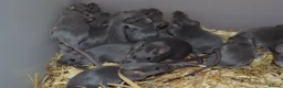 Mouse rodents for sale: Hereford Mice in Hitchin - Advert 6