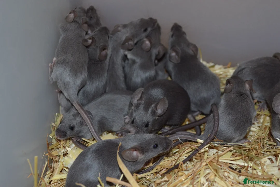 Mouse rodents for sale: Hereford Mice in Hitchin - Advert 6