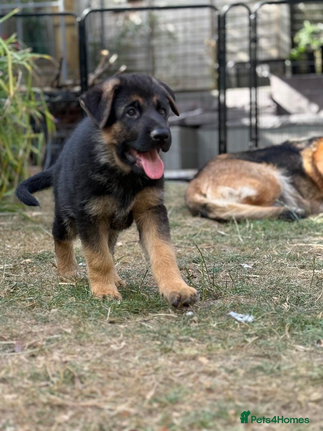 German Shepherd dogs for sale: German shepherd  - Image 2