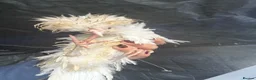 Chickens poultry for sale: Two polish fritz and two silkies for sale  in Bridgend - Advert 3