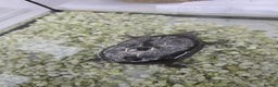Turtle reptiles for sale: Turtles - Musk Turtles URGENT  - Advert 2