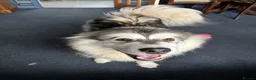 Mixed Breed dogs for sale: Siberian husky and Alaskan malamute - Advert 7