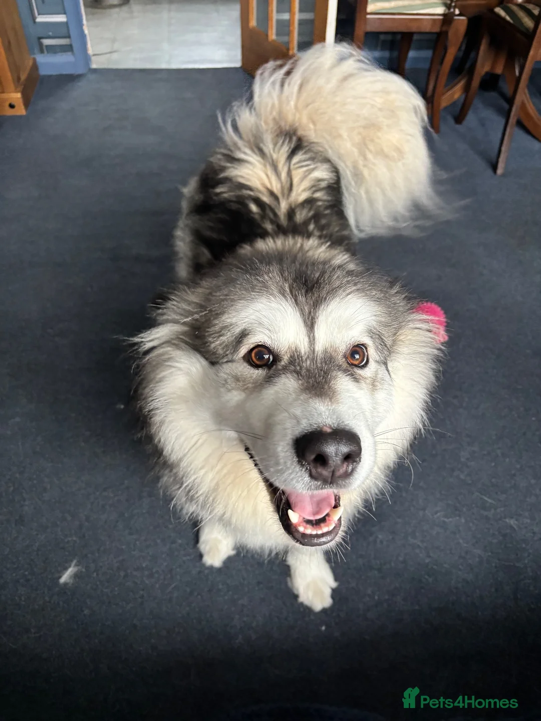 Mixed Breed dogs for sale: Siberian husky and Alaskan malamute - Advert 7