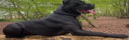 Cane Corso dogs for sale: Cane Corso Female Puppy, Grand Champion Bloodline - Advert 5
