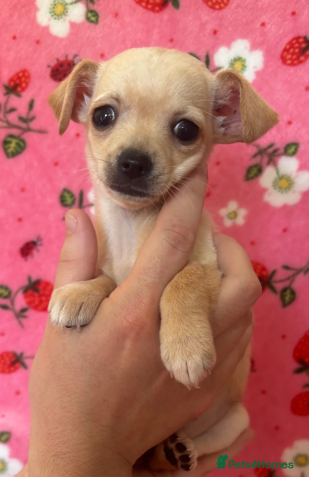 Pomchi dogs for sale: Chihuahua x Pomeranian  - Advert 2
