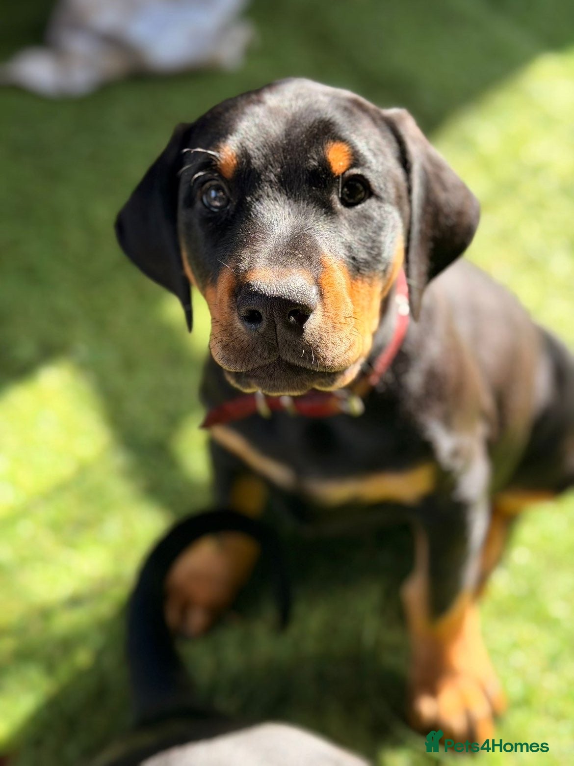 Dobermann dogs Exceptional Doberman X Doberman/rottwiler  - Advert 2