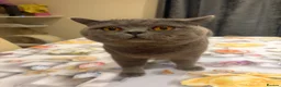 Mixed Breed cats for sale:  Mix British short hair kitten  - Advert 30