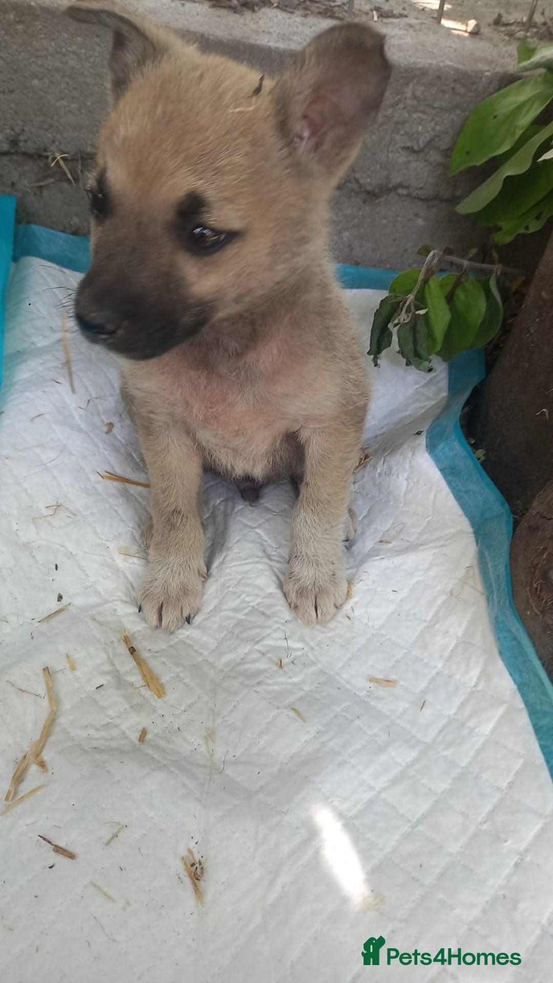 Mixed Breed dogs for adoption: OZZY, a Lovely Puppy Boy - for a Loving Home - Image 6
