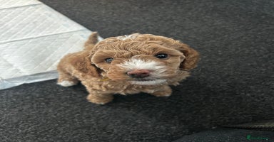 Cavapoo dogs - Advert 12