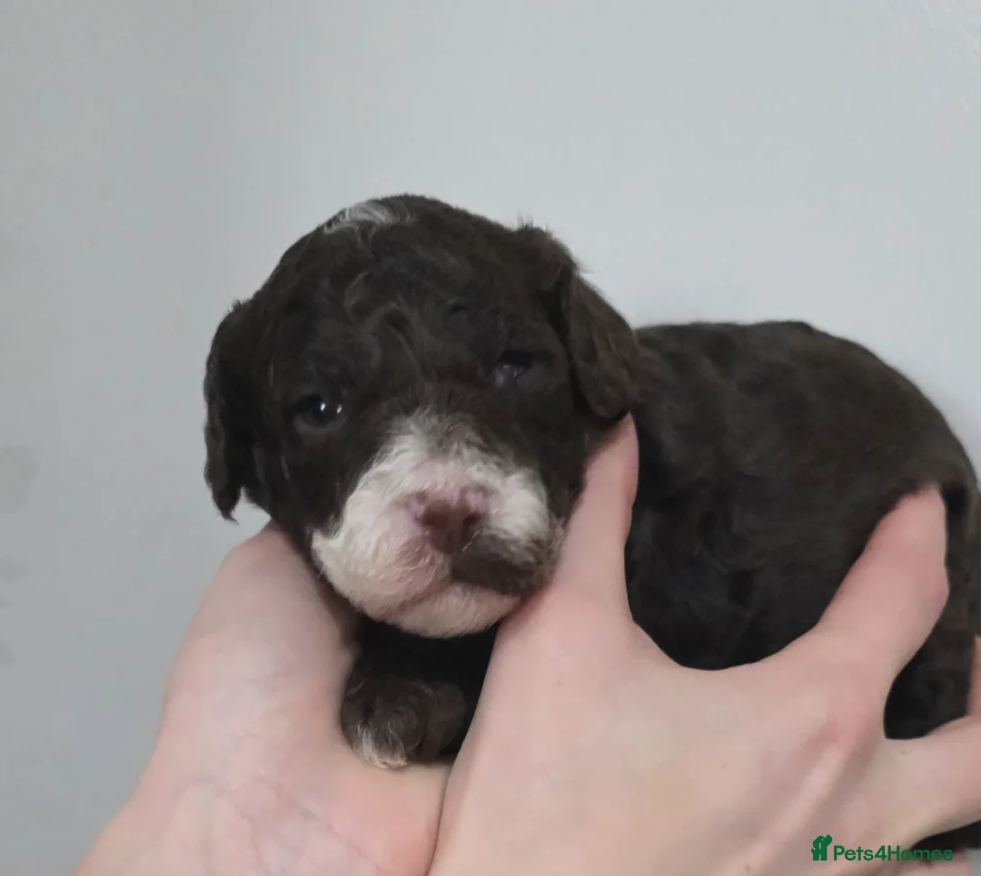 Cockapoo dogs for sale: Beautiful Cockerpoo Puppies  - Advert 25