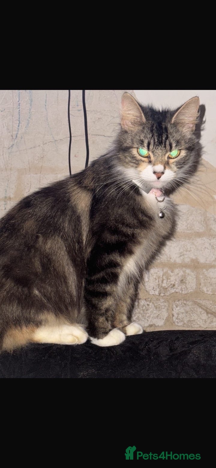 Mixed Breed cats Ragdoll x mixed  - Advert 2