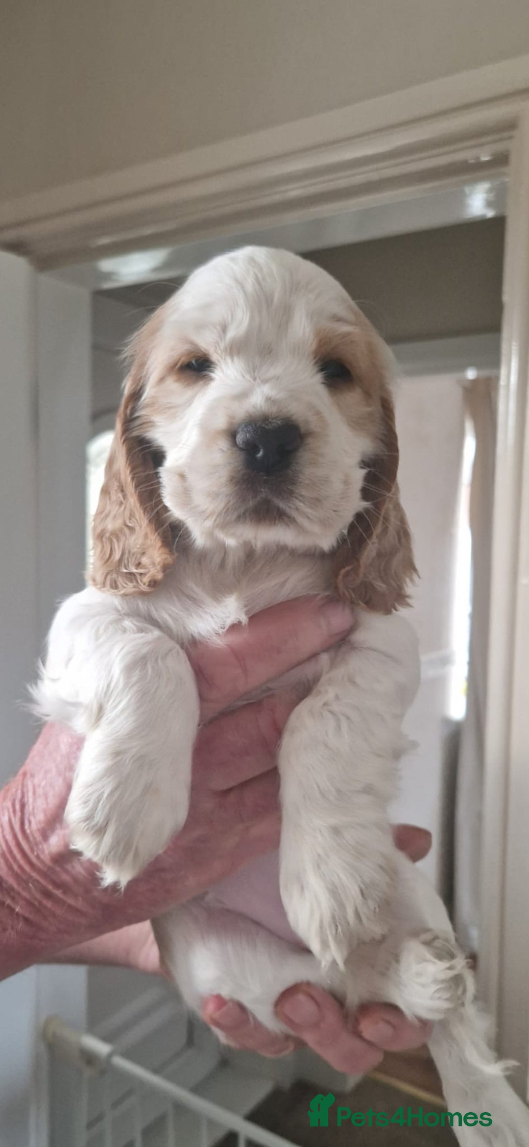 Cocker Spaniel dogs for sale: KC Registered Show Cocker Puppies  - Advert 7
