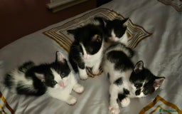 Mixed Breed cats for sale: Fluffy black and white. - Image 8