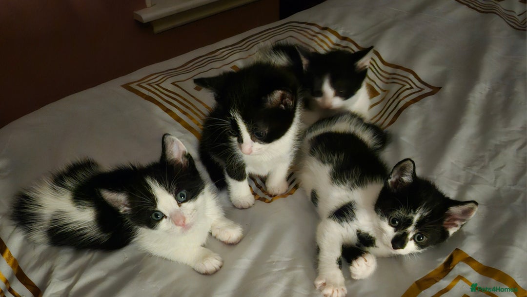 Mixed Breed cats for sale: Fluffy black and white. - Image 8