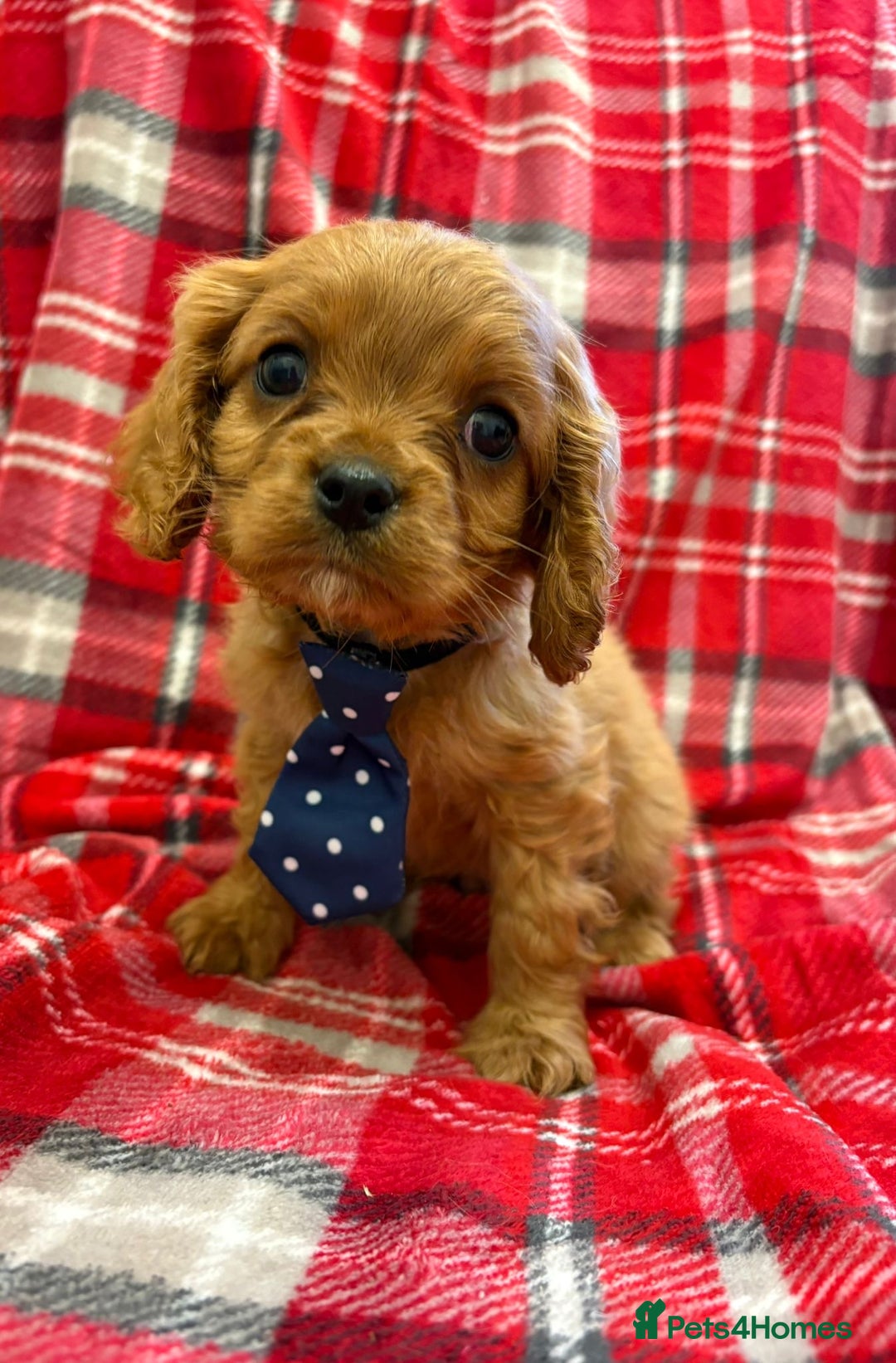 Cavalier King Charles Spaniel dogs for sale: Beautiful Cavalier King Charles babies ❤️ - Advert 20