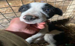 Border Collie dogs for sale: Last puppy left put of litter of 10!  - Image 2