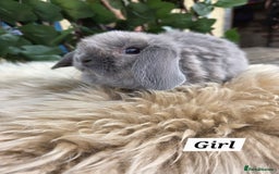Mini Lop rabbits for sale: Pure bred Mini Lop Bunnies - Image 15