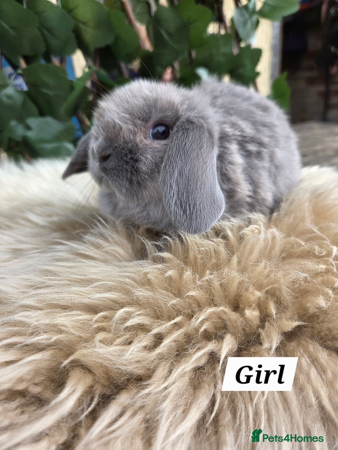 Mini Lop rabbits for sale: Pure bred Mini Lop Bunnies - Image 15