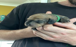 Dachshund dogs for sale: KC Registered Wirehaired Teckel Standard Dacshund  - Image 16