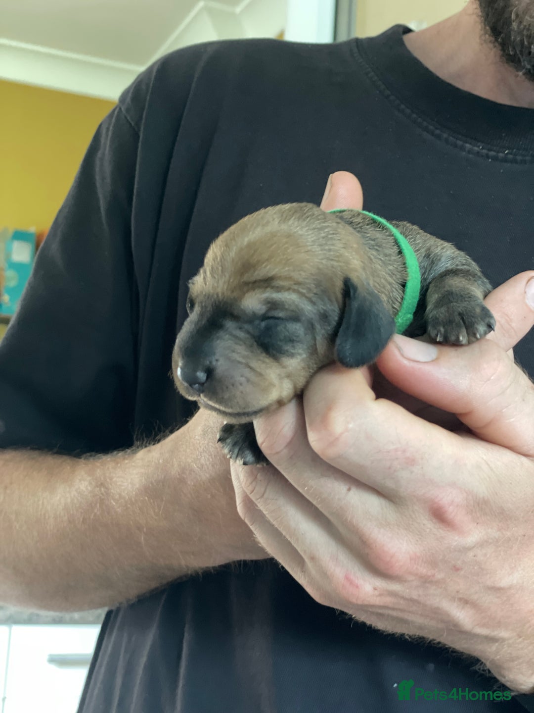 Dachshund dogs for sale: KC Registered Wirehaired Teckel Standard Dacshund  - Image 16
