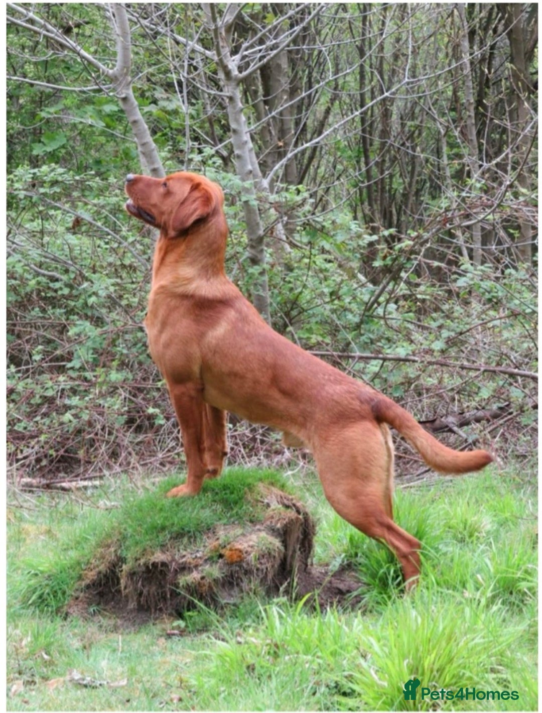 Labrador Retriever dogs for sale: Labrador Puppies (FOX RED) 5 Boys Available  - Advert 3