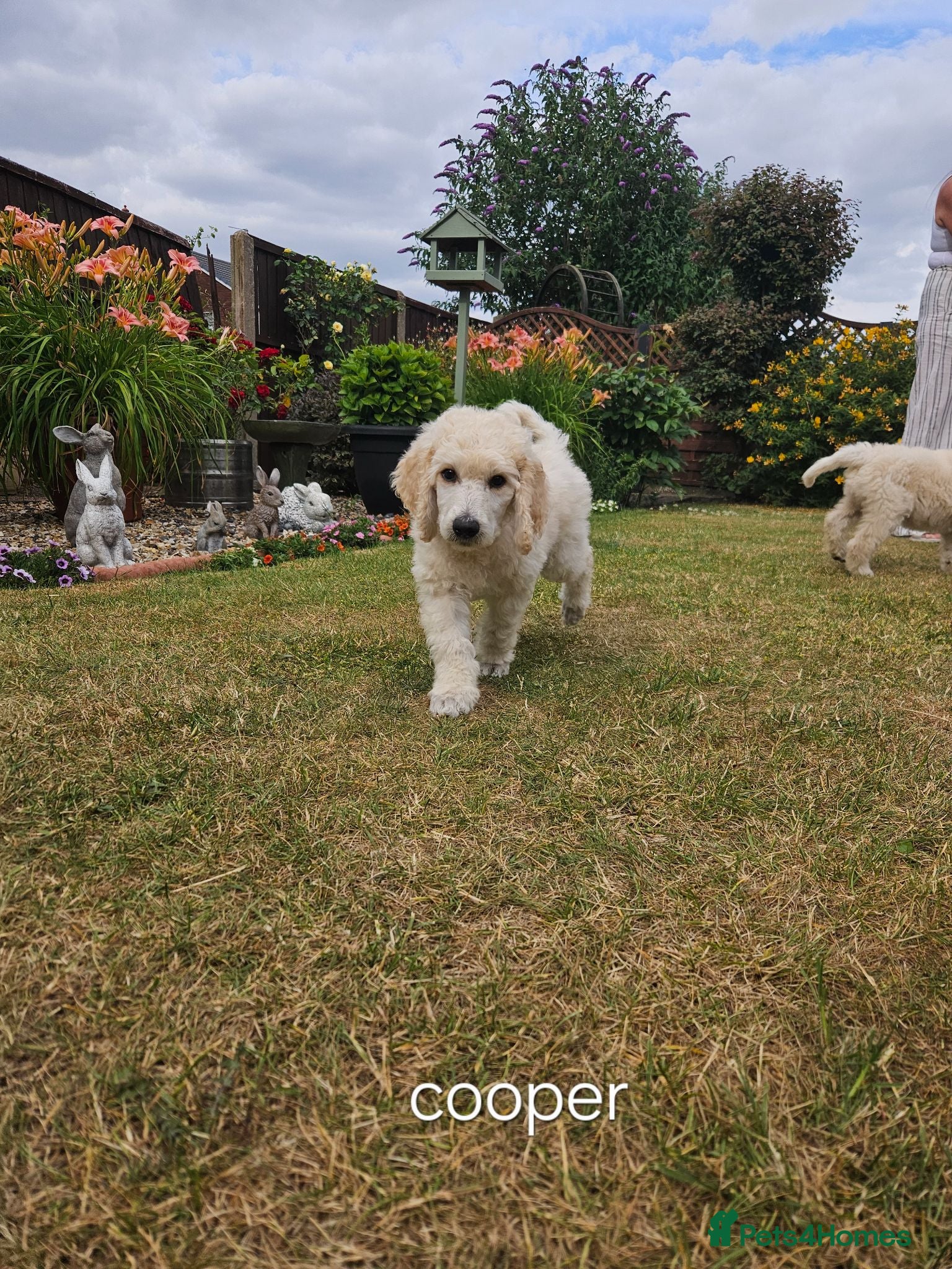 Standard Poodle dogs 💙Ready Now💙KC Registered Standard Poodle Boys 💙 - Advert 1