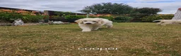 Standard Poodle dogs for sale: 💙Ready Now💙KC Registered Standard Poodle Boys 💙 - Advert 2