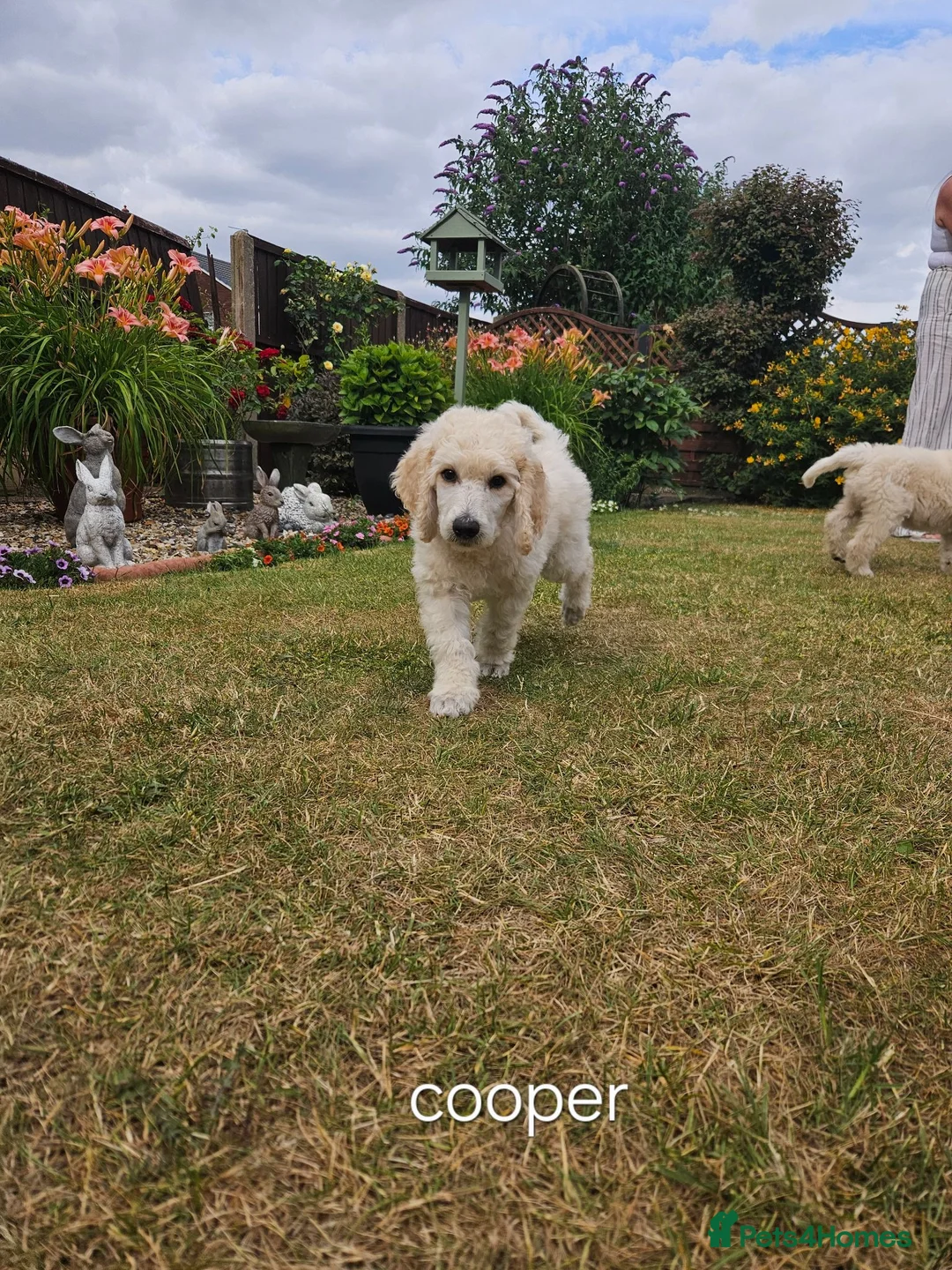 Standard Poodle dogs for sale: 💙Ready Now💙KC Registered Standard Poodle Boys 💙 - Advert 2