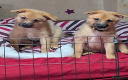 Mixed Breed dogs for sale: 1 girl and 1 boy available now  in London - Image 3