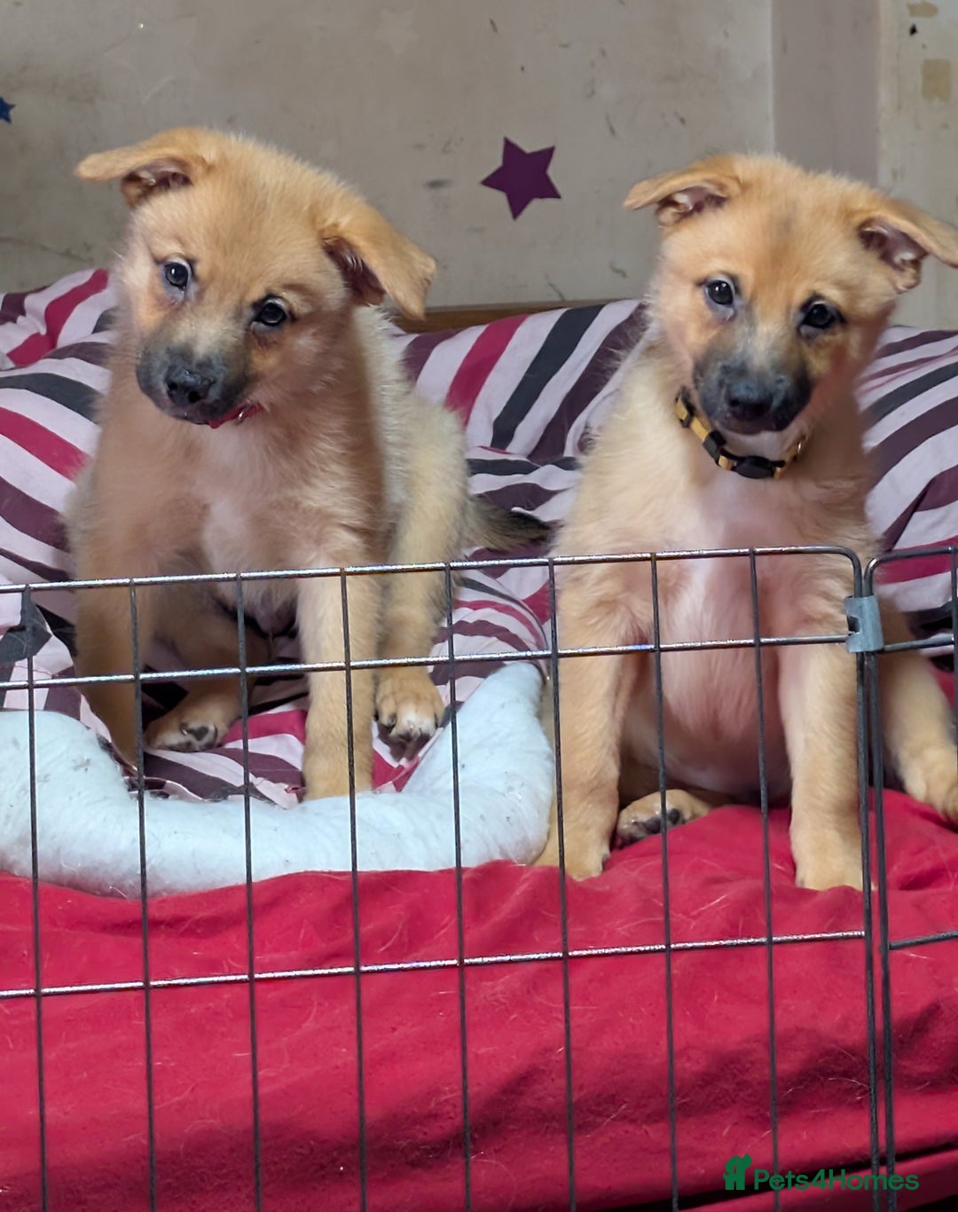 Mixed Breed dogs for sale: 1 girl and 1 boy available now  in London - Image 3