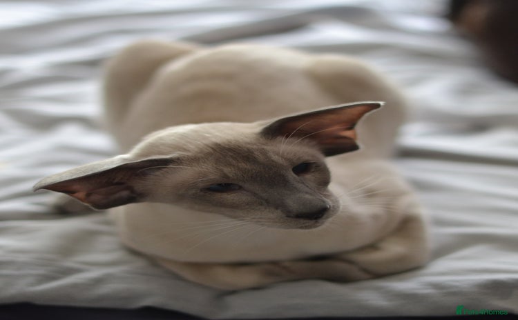 Siamese cats in Stowmarket - Advert 8