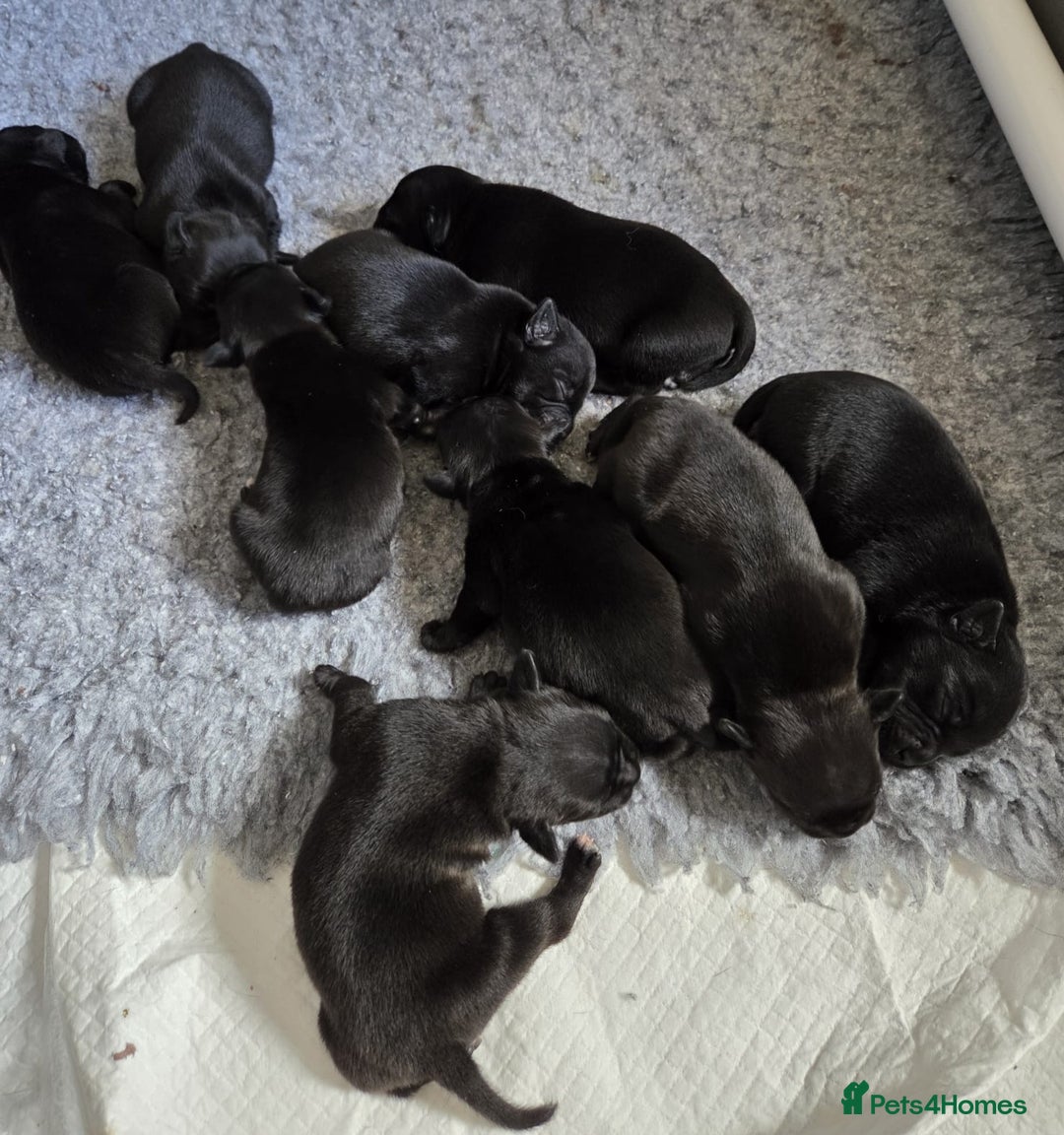 Staffordshire Bull Terrier dogs for sale: KC Registered Champions Bloodline Show Quality  - Image 2