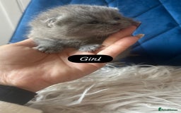 British Shorthair cats for sale: 🧸✨6 Chunky British Shorthair Kittens For Sale✨🧸 - Advert 15