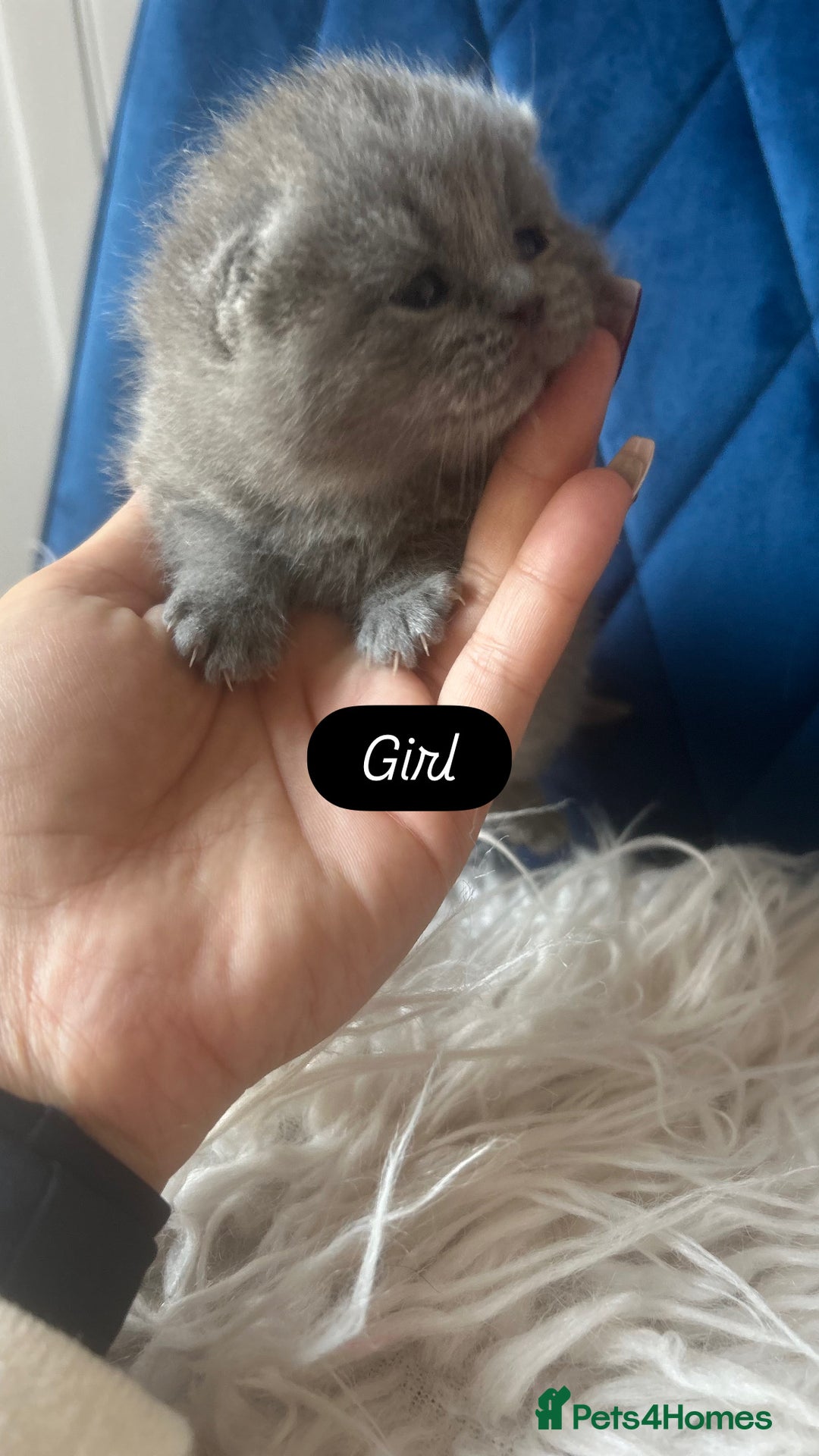 British Shorthair cats for sale: 🧸✨6 Chunky British Shorthair Kittens For Sale✨🧸 - Advert 15