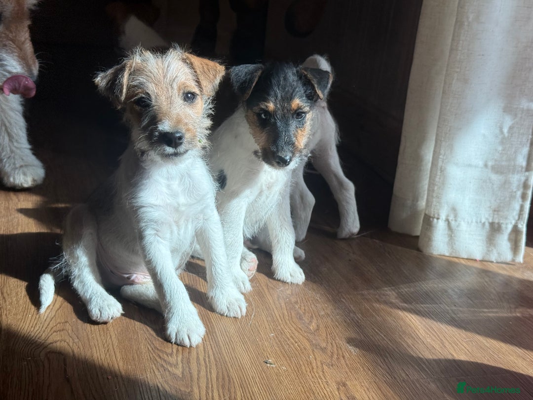 Mixed Breed dogs for sale: Rough coated Jack Russell  - Image 4
