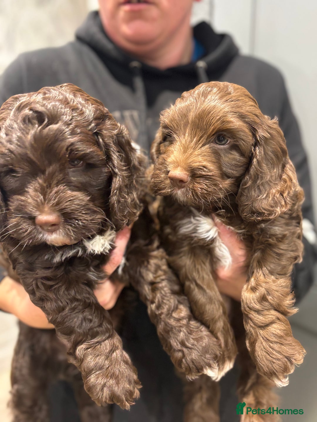 Cockapoo dogs for sale: F1 Chocolate Cockapoo pups - Advert 4