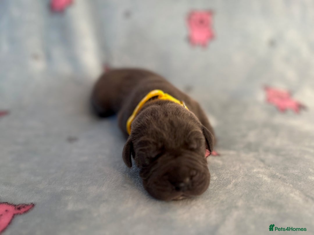 Great Dane dogs for sale: Great Dane puppies - Image 35