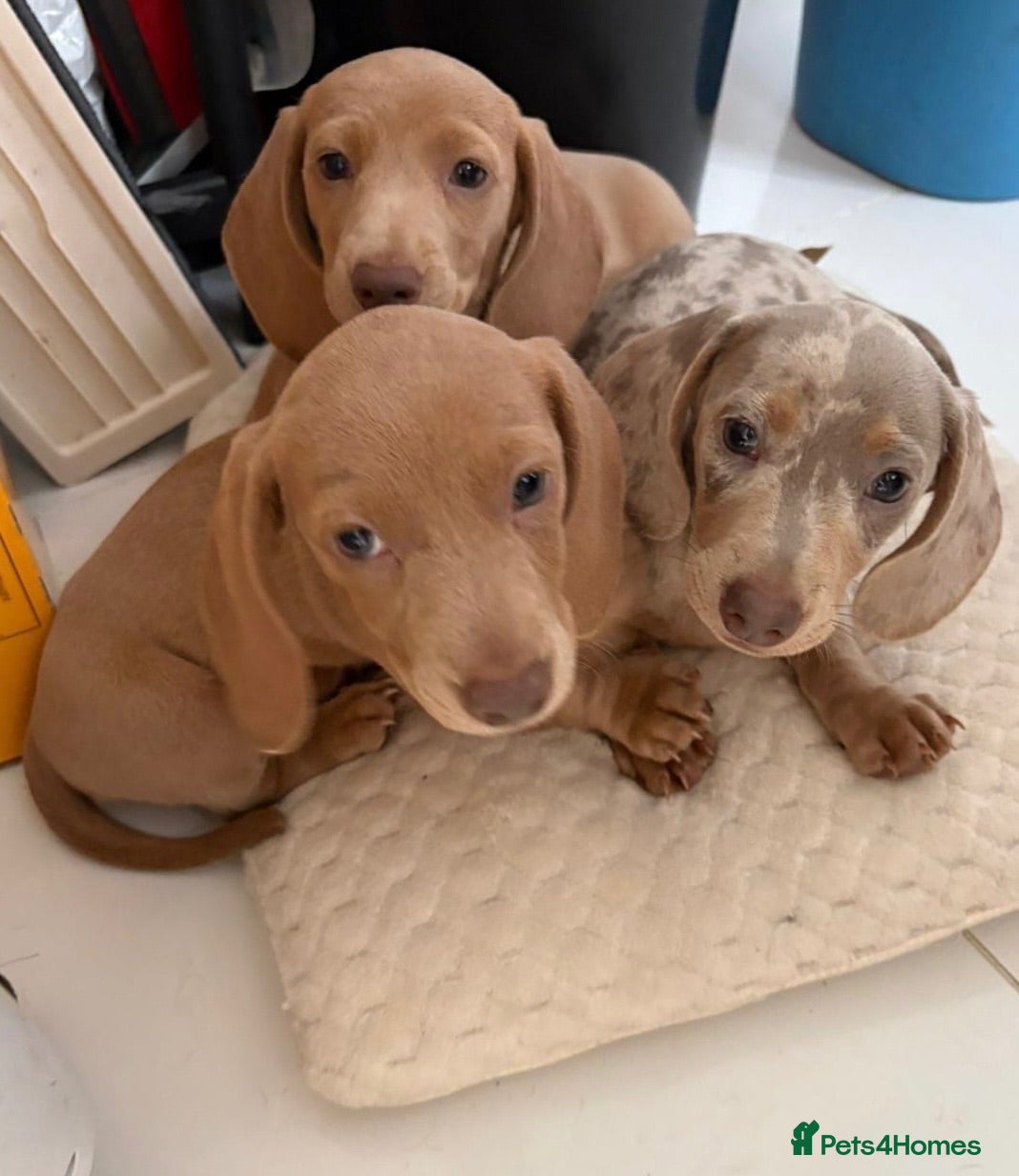 Miniature Dachshund dogs 3 Beautiful miniature dachshund  - Advert 1