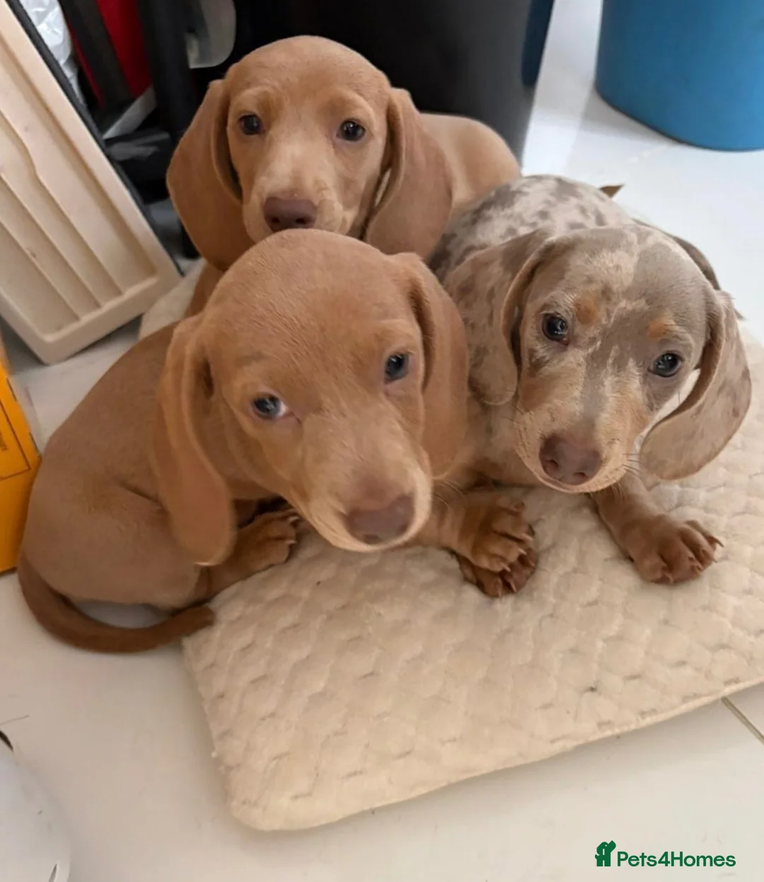 Miniature Dachshund dogs for sale: 3 Beautiful miniature dachshund  - Advert 1