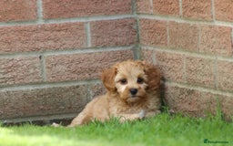 Cockapoo dogs for sale: Beautiful F1 Cockapoo puppies for sale - Image 16