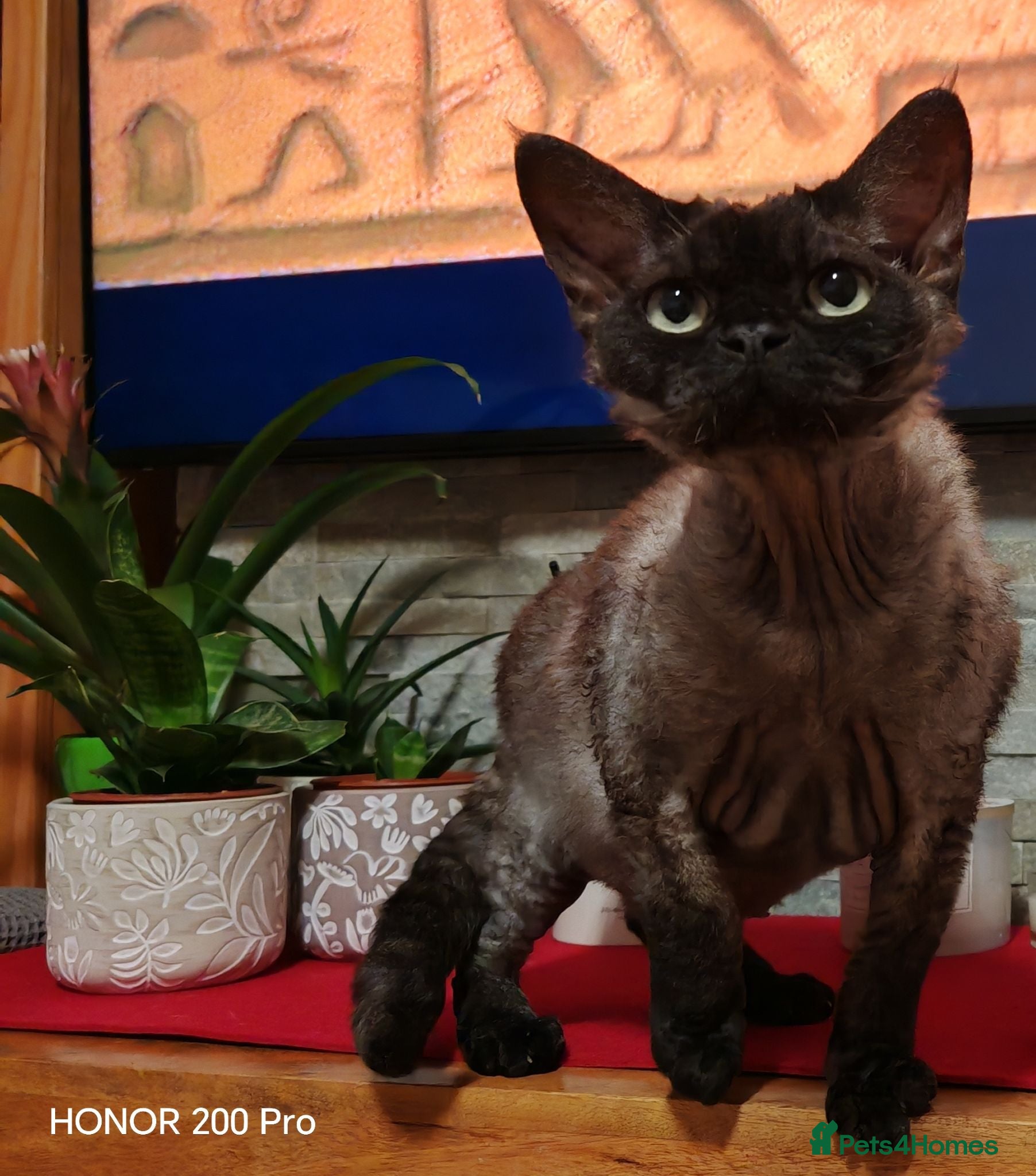 Devon Rex cats Devon Rex  - Advert 1